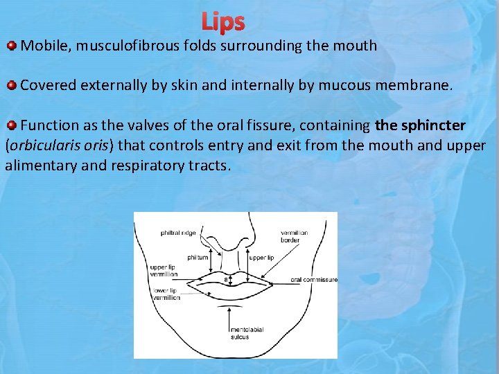 Lips Mobile, musculofibrous folds surrounding the mouth Covered externally by skin and internally by