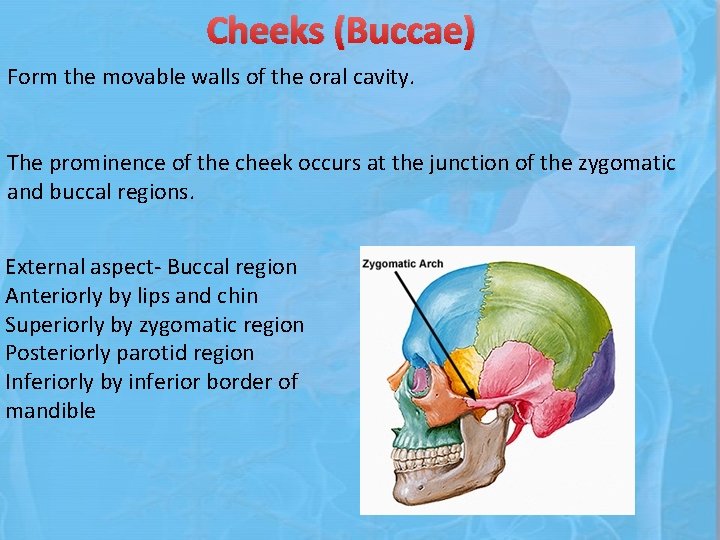 Cheeks (Buccae) Form the movable walls of the oral cavity. The prominence of the