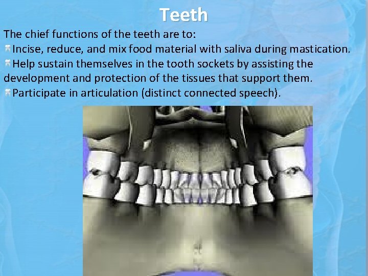Teeth The chief functions of the teeth are to: Incise, reduce, and mix food