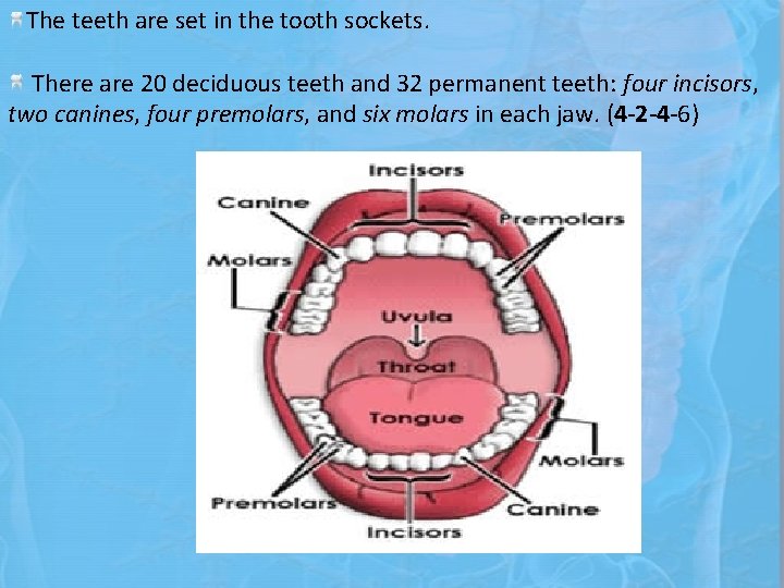 The teeth are set in the tooth sockets. There are 20 deciduous teeth and