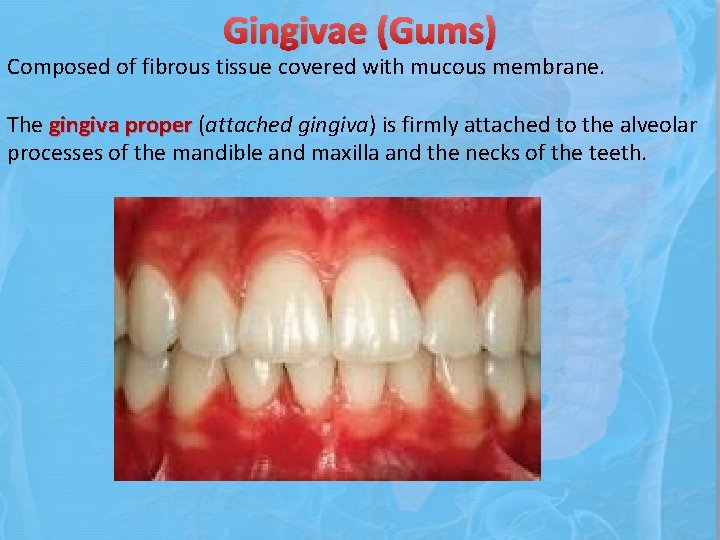 Gingivae (Gums) Composed of fibrous tissue covered with mucous membrane. The gingiva proper (attached