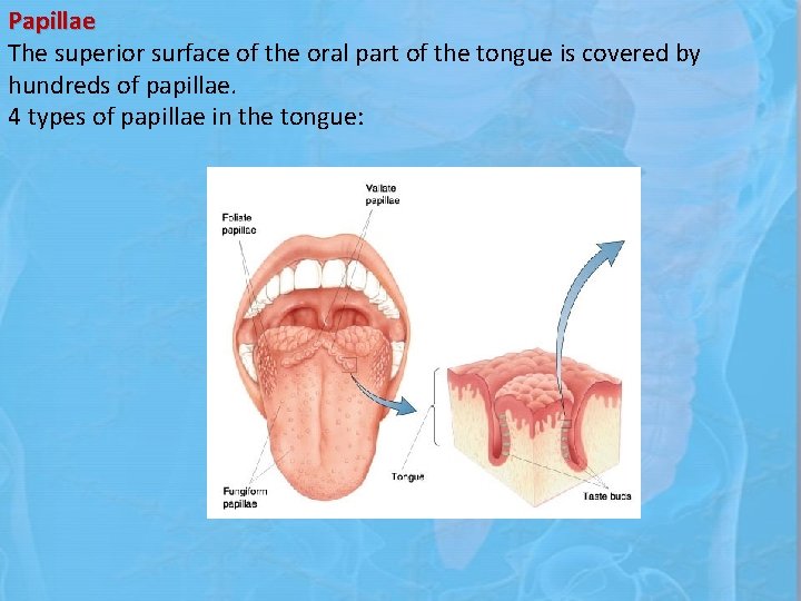 Papillae The superior surface of the oral part of the tongue is covered by