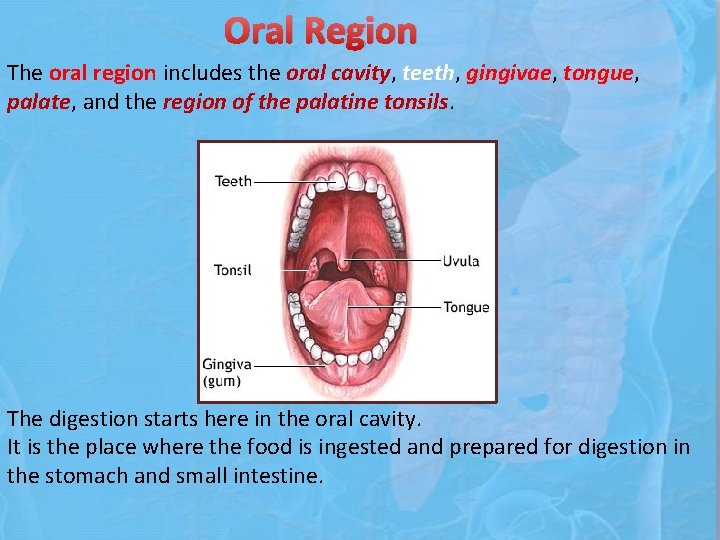 Oral Region The oral region includes the oral cavity, teeth, gingivae, tongue, palate, and