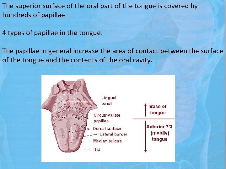 The superior surface of the oral part of the tongue is covered by hundreds