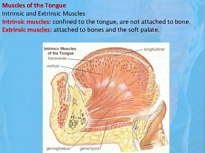 Muscles of the Tongue Intrinsic and Extrinsic Muscles Intrinsic muscles: confined to the tongue,