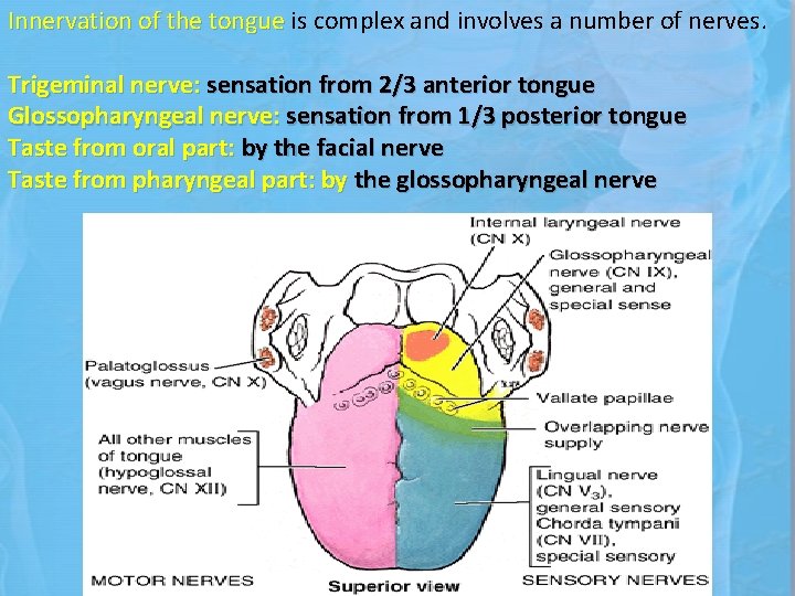 Innervation of the tongue is complex and involves a number of nerves. Trigeminal nerve: