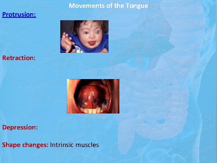 Protrusion: Movements of the Tongue Retraction: Depression: Shape changes: Intrinsic muscles 