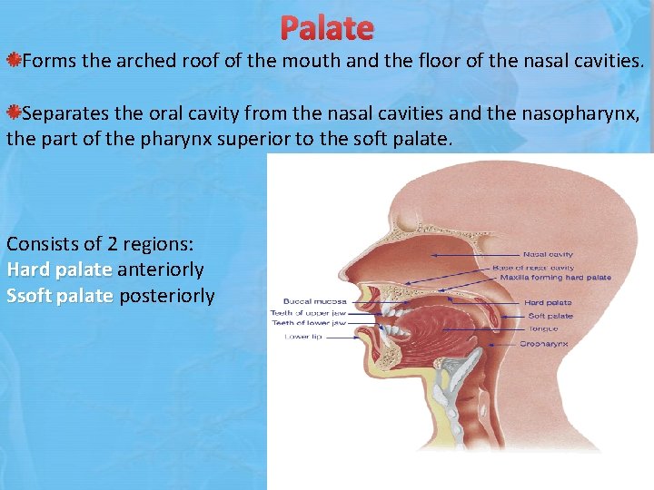 Palate Forms the arched roof of the mouth and the floor of the nasal