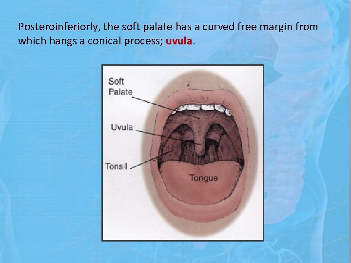Posteroinferiorly, the soft palate has a curved free margin from which hangs a conical