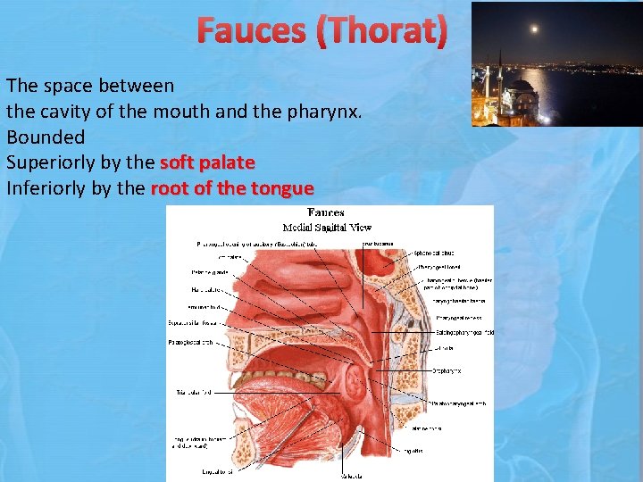 Fauces (Thorat) The space between the cavity of the mouth and the pharynx. Bounded