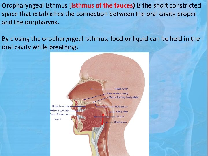 Oropharyngeal isthmus (isthmus of the fauces) is the short constricted space that establishes the