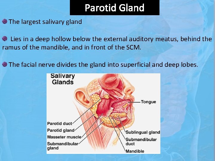 Parotid Gland The largest salivary gland Lies in a deep hollow below the external