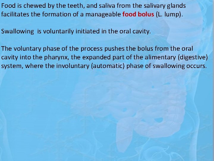 Food is chewed by the teeth, and saliva from the salivary glands facilitates the