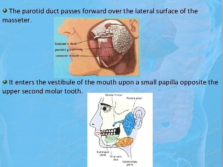 The parotid duct passes forward over the lateral surface of the masseter. It enters