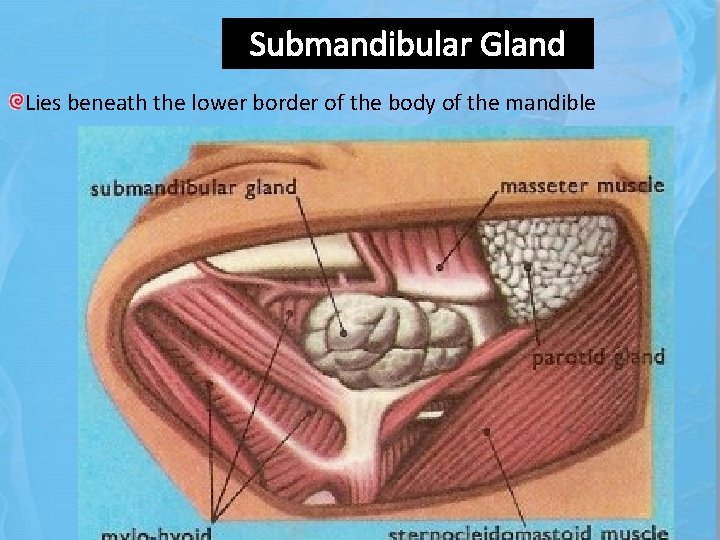 Submandibular Gland Lies beneath the lower border of the body of the mandible 