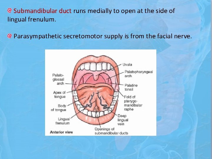 Submandibular duct runs medially to open at the side of lingual frenulum. Parasympathetic secretomotor