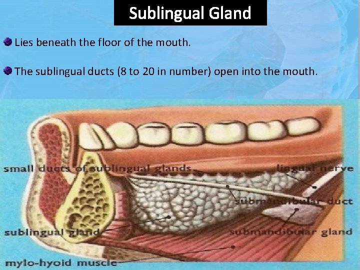 Sublingual Gland Lies beneath the floor of the mouth. The sublingual ducts (8 to