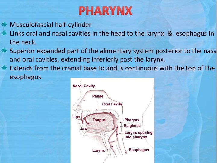 PHARYNX Musculofascial half-cylinder Links oral and nasal cavities in the head to the larynx
