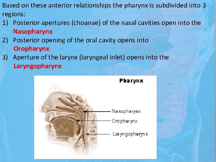 Based on these anterior relationships the pharynx is subdivided into 3 regions: 1) Posterior