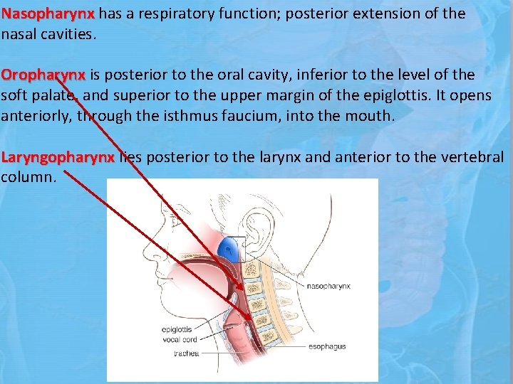 Nasopharynx has a respiratory function; posterior extension of the nasal cavities. Oropharynx is posterior
