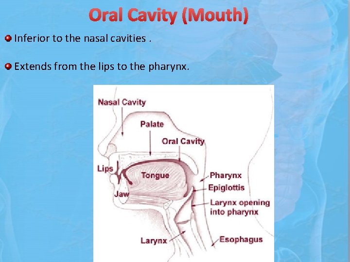 Oral Cavity (Mouth) Inferior to the nasal cavities. Extends from the lips to the