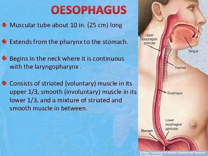 OESOPHAGUS Muscular tube about 10 in. (25 cm) long Extends from the pharynx to