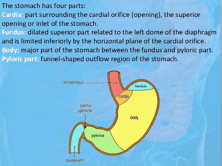 The stomach has four parts: Cardia: part surrounding the cardial orifice (opening), the superior