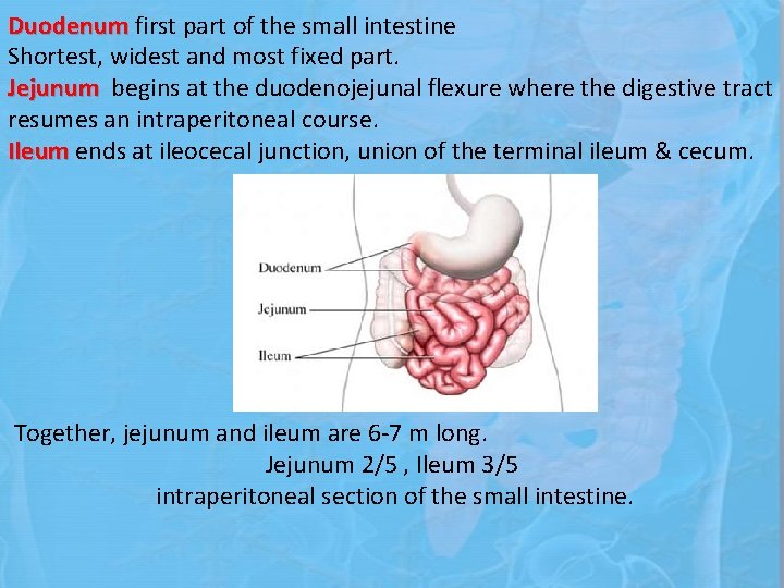 Duodenum first part of the small intestine Shortest, widest and most fixed part. Jejunum