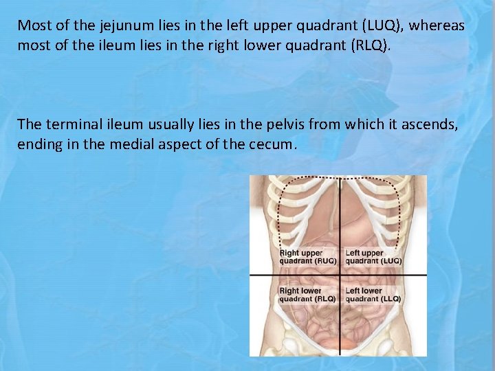 Most of the jejunum lies in the left upper quadrant (LUQ), whereas most of