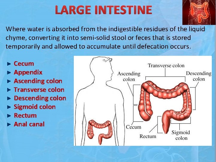 LARGE INTESTINE Where water is absorbed from the indigestible residues of the liquid chyme,