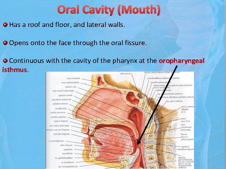 Oral Cavity (Mouth) Has a roof and floor, and lateral walls. Opens onto the