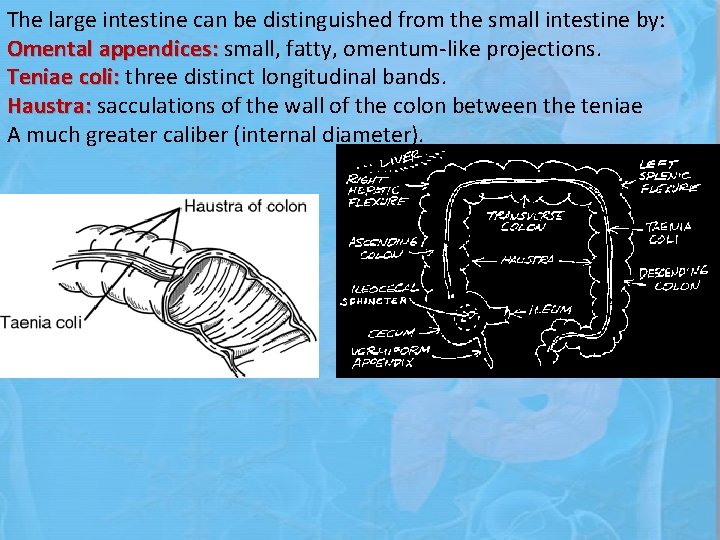 The large intestine can be distinguished from the small intestine by: Omental appendices: small,