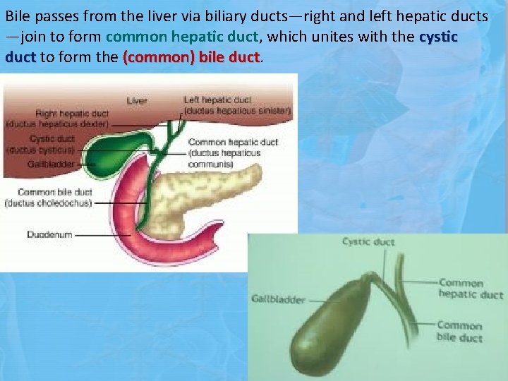 Bile passes from the liver via biliary ducts—right and left hepatic ducts —join to