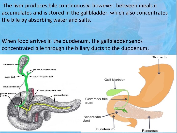 The liver produces bile continuously; however, between meals it accumulates and is stored in