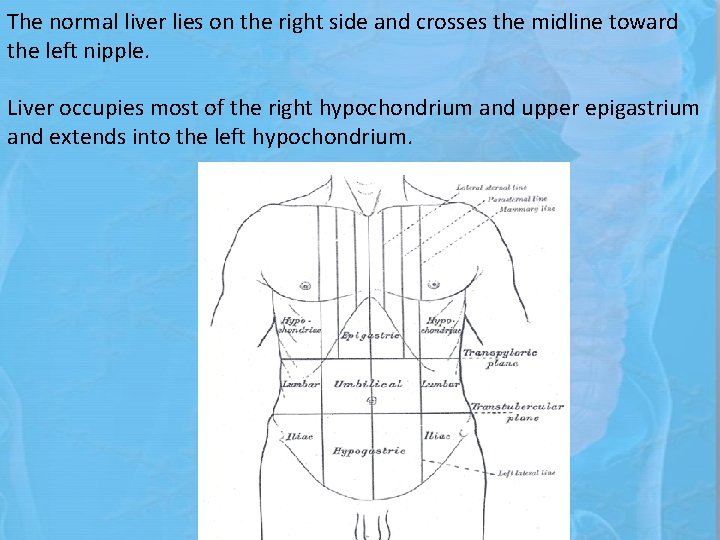The normal liver lies on the right side and crosses the midline toward the