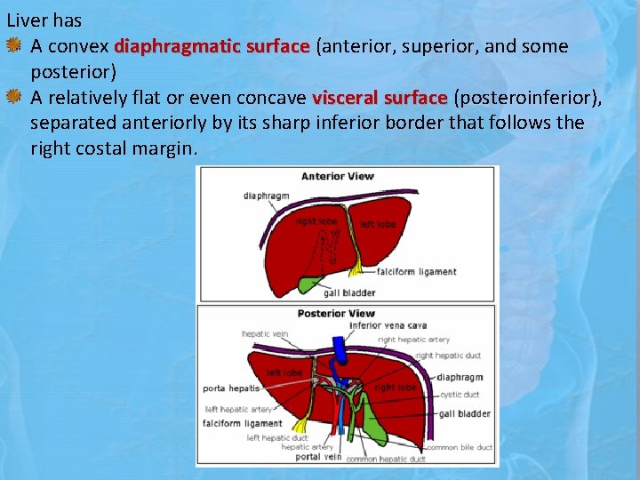 Liver has A convex diaphragmatic surface (anterior, superior, and some posterior) A relatively flat