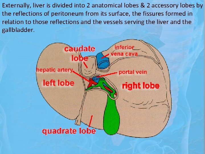 Externally, liver is divided into 2 anatomical lobes & 2 accessory lobes by the