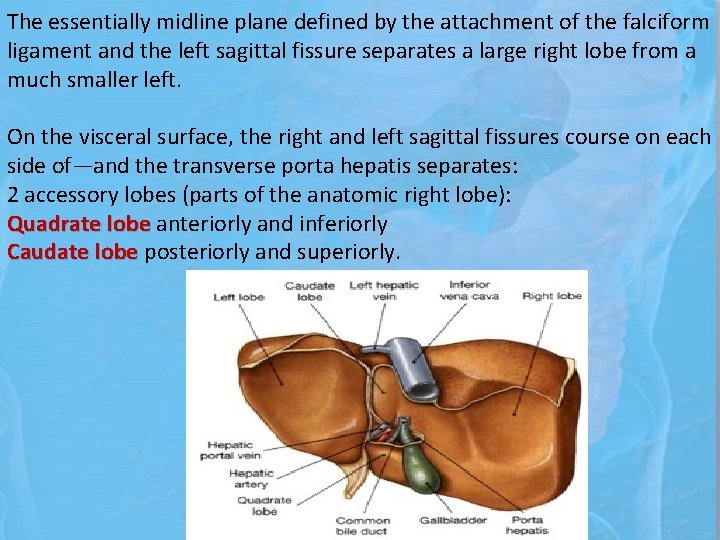 The essentially midline plane defined by the attachment of the falciform ligament and the