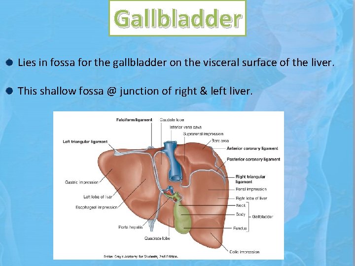 Gallbladder Lies in fossa for the gallbladder on the visceral surface of the liver.