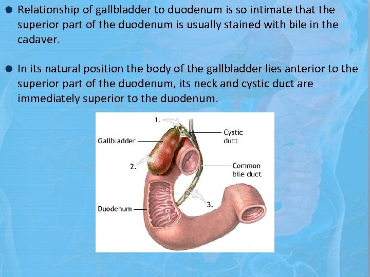 Relationship of gallbladder to duodenum is so intimate that the superior part of the