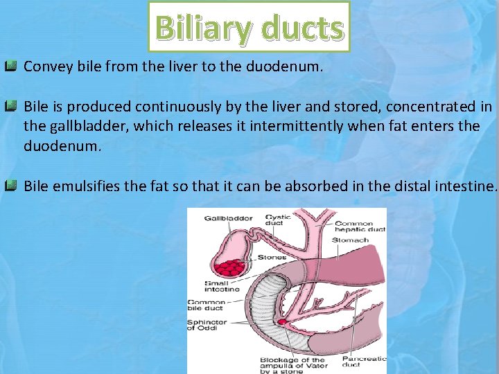 Biliary ducts Convey bile from the liver to the duodenum. Bile is produced continuously