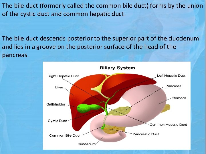 The bile duct (formerly called the common bile duct) forms by the union of