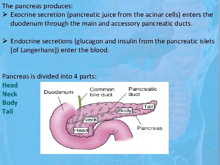 The pancreas produces: Ø Exocrine secretion (pancreatic juice from the acinar cells) enters the
