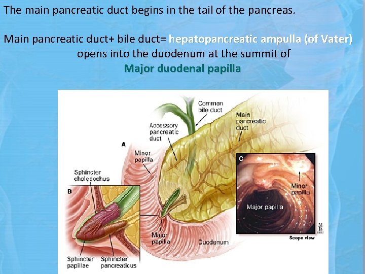 The main pancreatic duct begins in the tail of the pancreas. Main pancreatic duct+