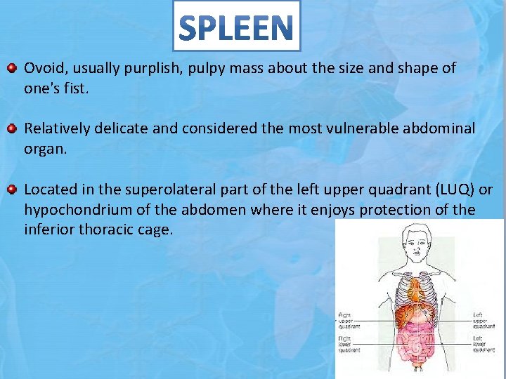 Ovoid, usually purplish, pulpy mass about the size and shape of one's fist. Relatively