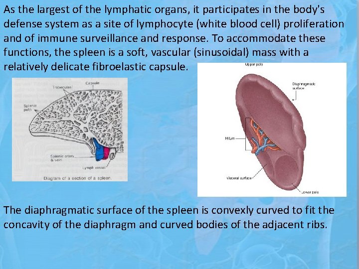 As the largest of the lymphatic organs, it participates in the body's defense system