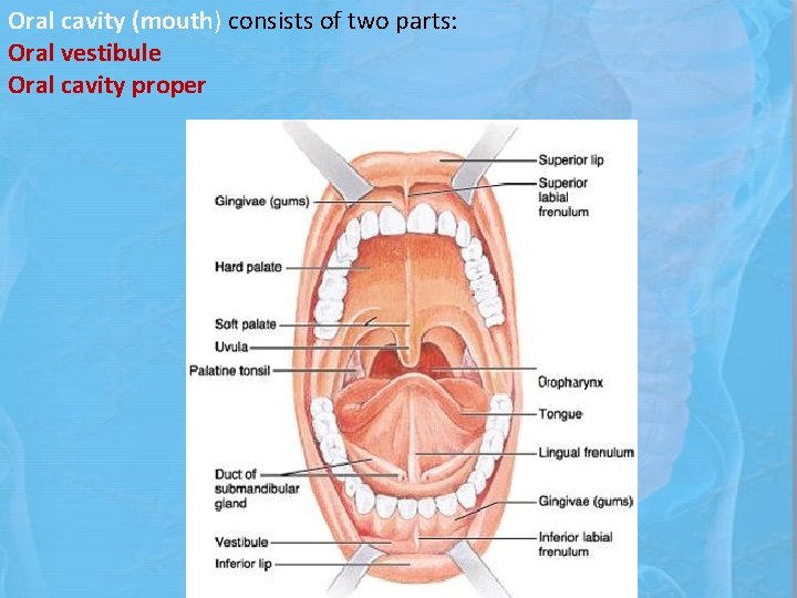 Oral cavity (mouth) consists of two parts: Oral vestibule Oral cavity proper 