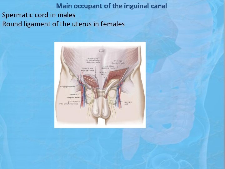 Main occupant of the inguinal canal Spermatic cord in males Round ligament of the