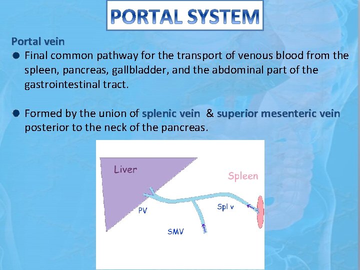 Portal vein Final common pathway for the transport of venous blood from the spleen,