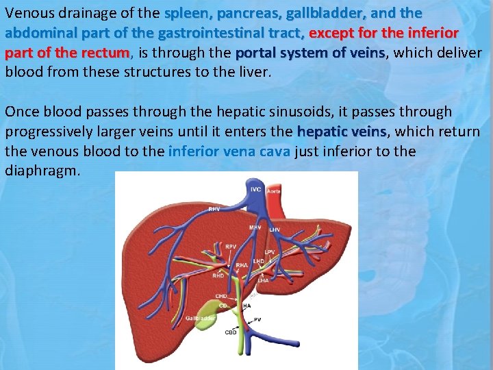 Venous drainage of the spleen, pancreas, gallbladder, and the abdominal part of the gastrointestinal